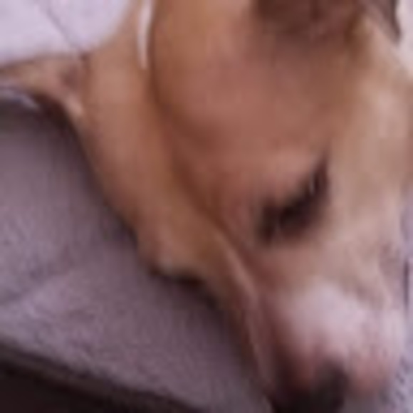 Meet your Posher, Donnetta - Picture 1 of 1